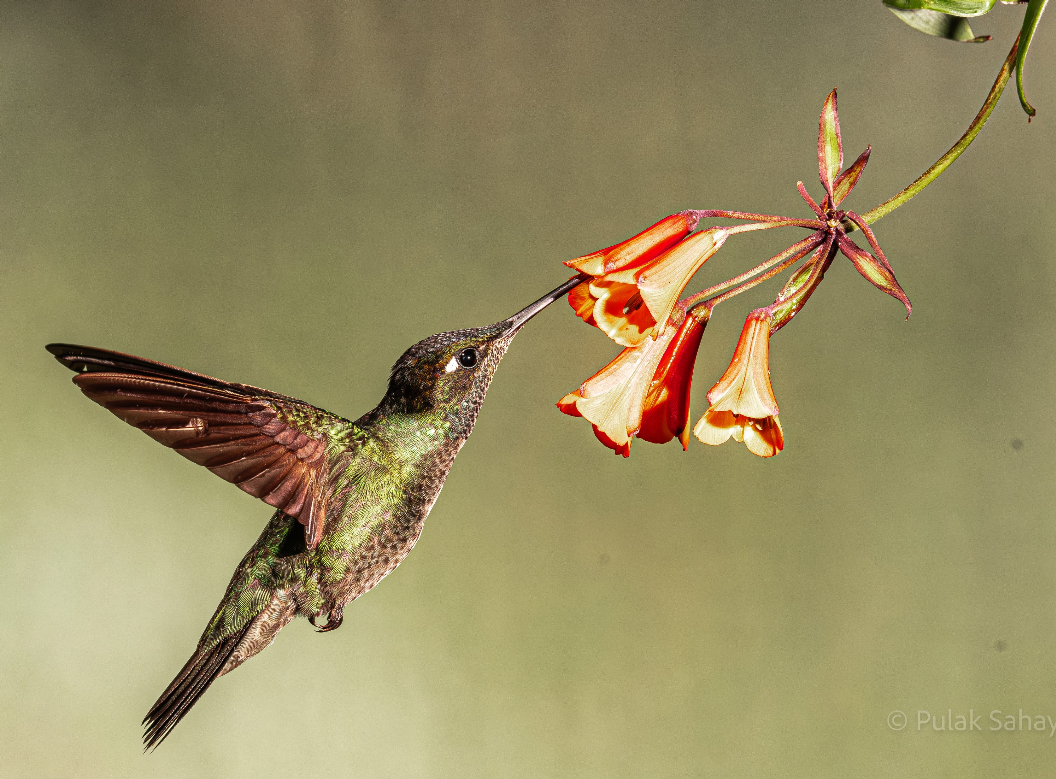 Hummingbird having a normal feed